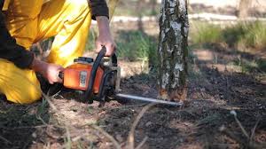 Professional Tree Care in Carlin, NV
