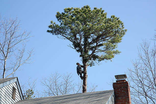 Leaf Removal in Carlin, NV