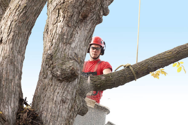Lawn Renovation and Restoration in Carlin, NV